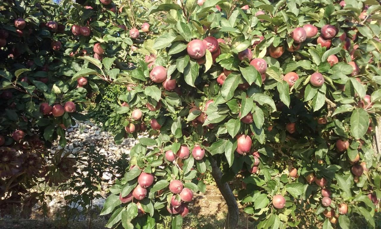 Vistalago Garden Doria Monteleone Rocca Doria المظهر الخارجي الصورة